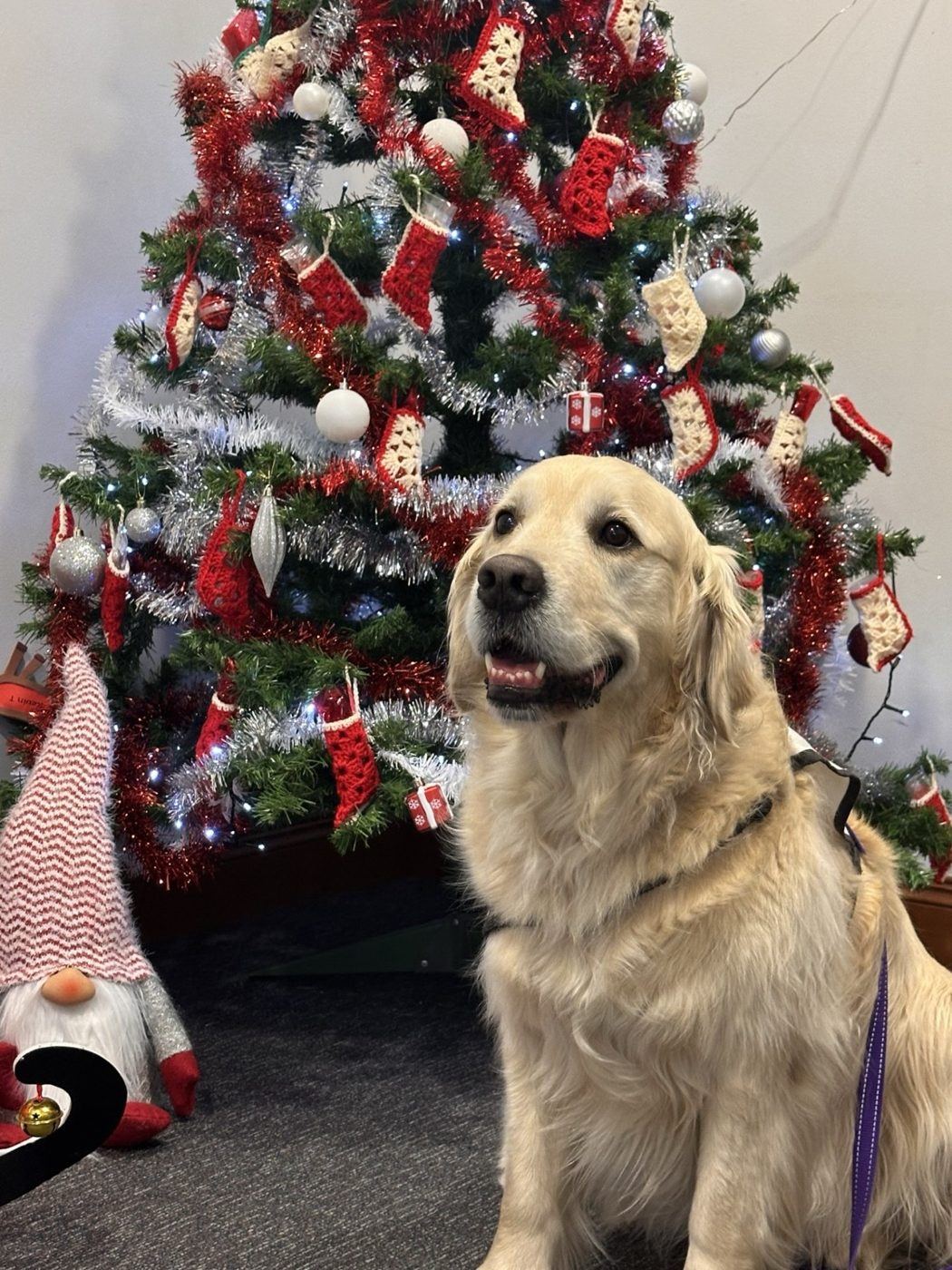 A golden retriever in front of a Christmas tree
