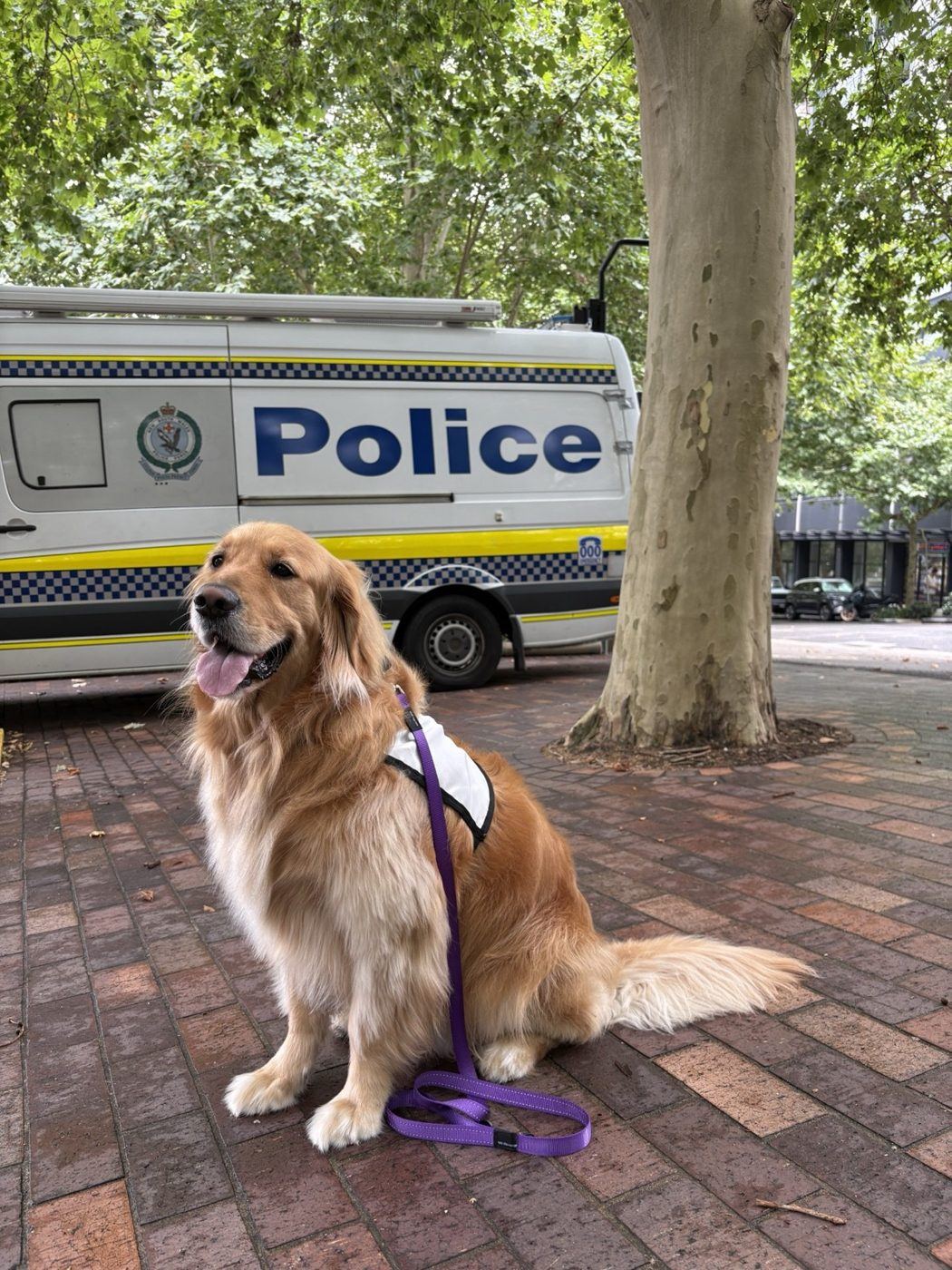 A golden retriever PAWS dog beside a police car