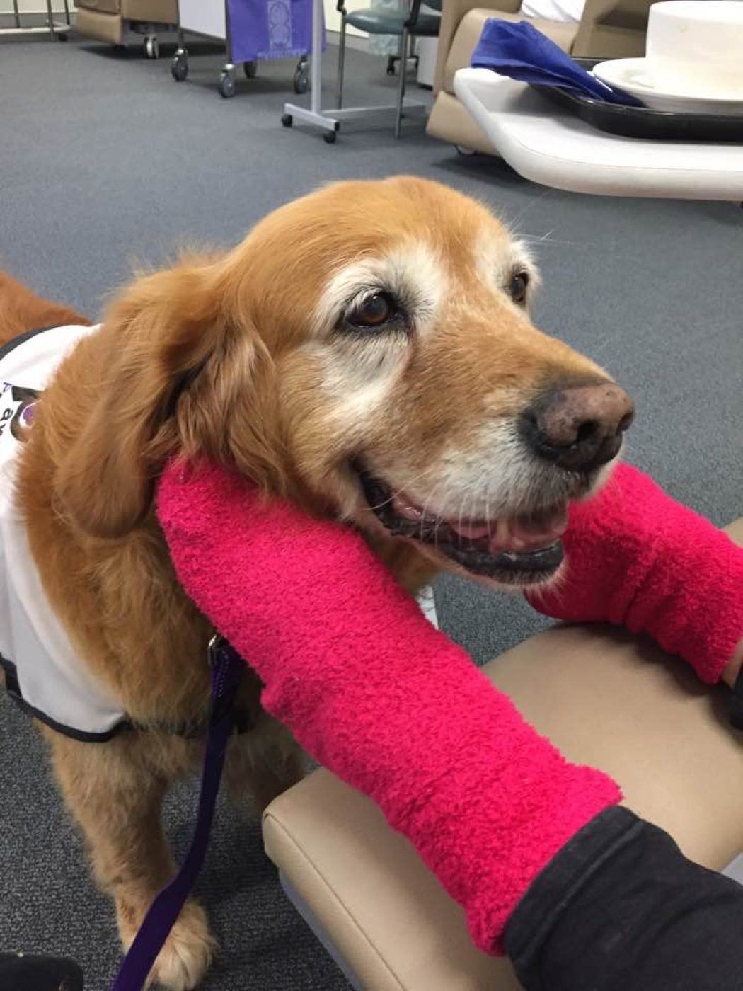 A golden retriever resting beside a patient's pink cast