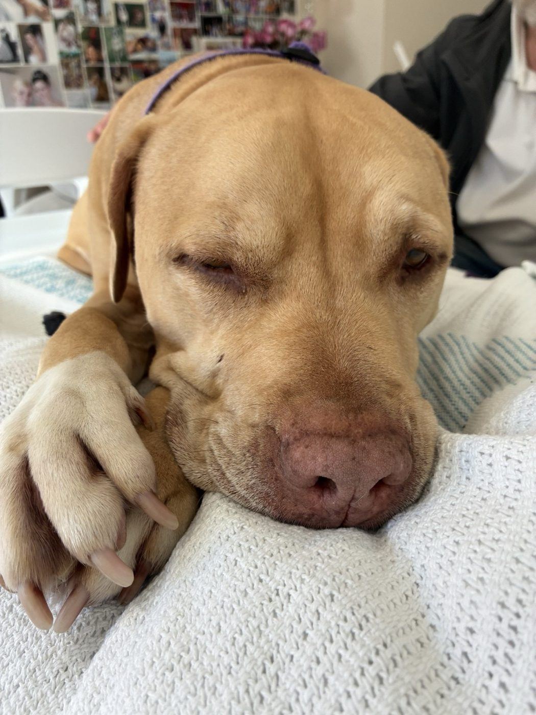 A hand resting on a sleepy golden dog's head