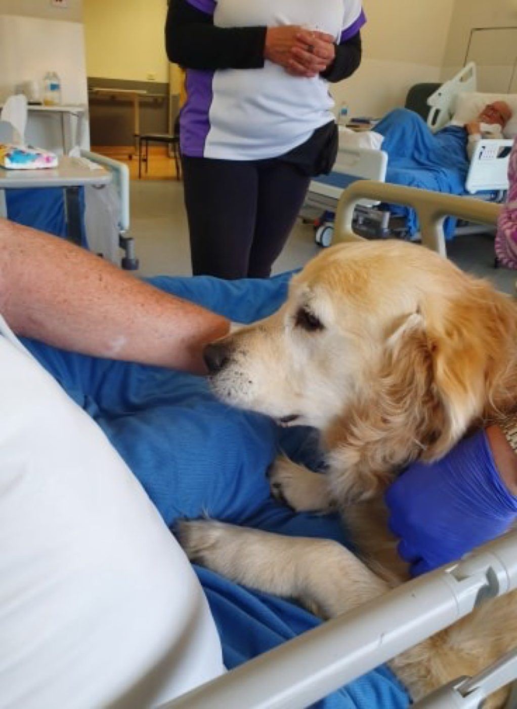 A patient patting a golden retriever beside a hospital bed