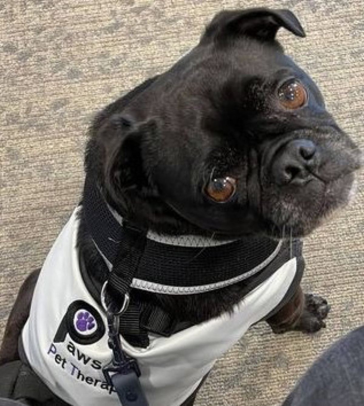 A close-up of a black PAWS therapy dog in its vest