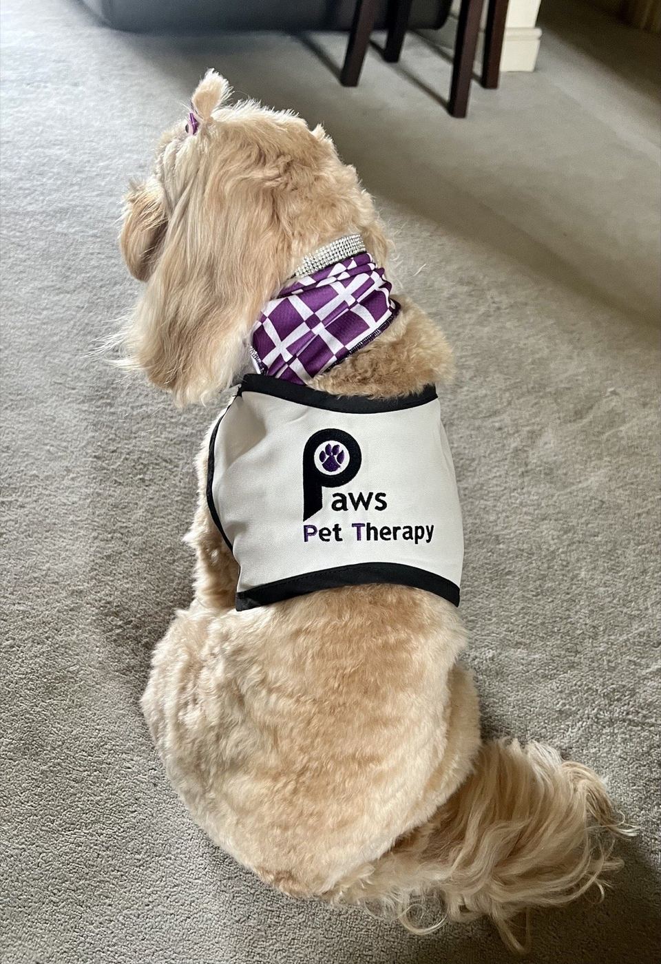 A PAWS therapy dog wearing a blue Pet Therapy vest