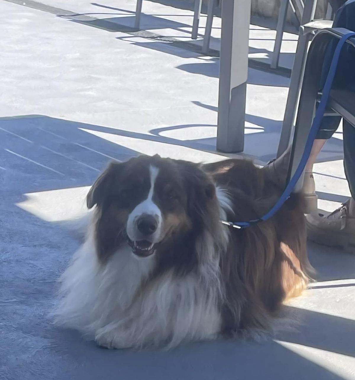 A border collie PAWS therapy dog on lead in a facility corridor