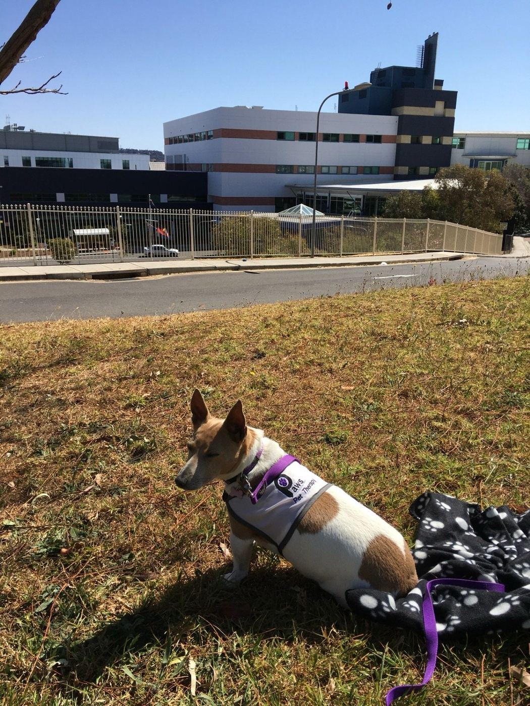 A PAWS therapy dog getting ready for a visit, gear packed in the car