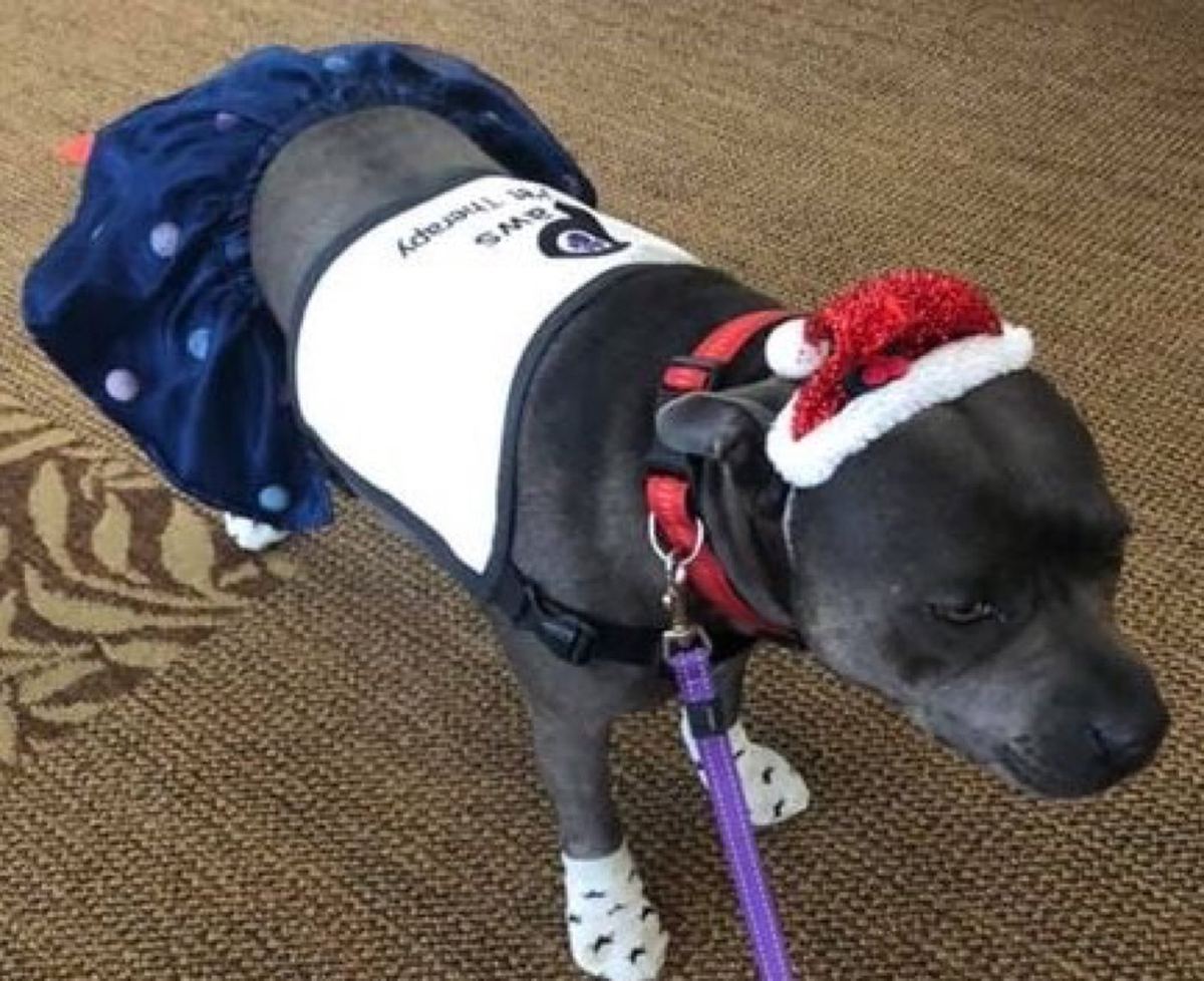 A PAWS therapy dog dressed in a Christmas coat on a red rug
