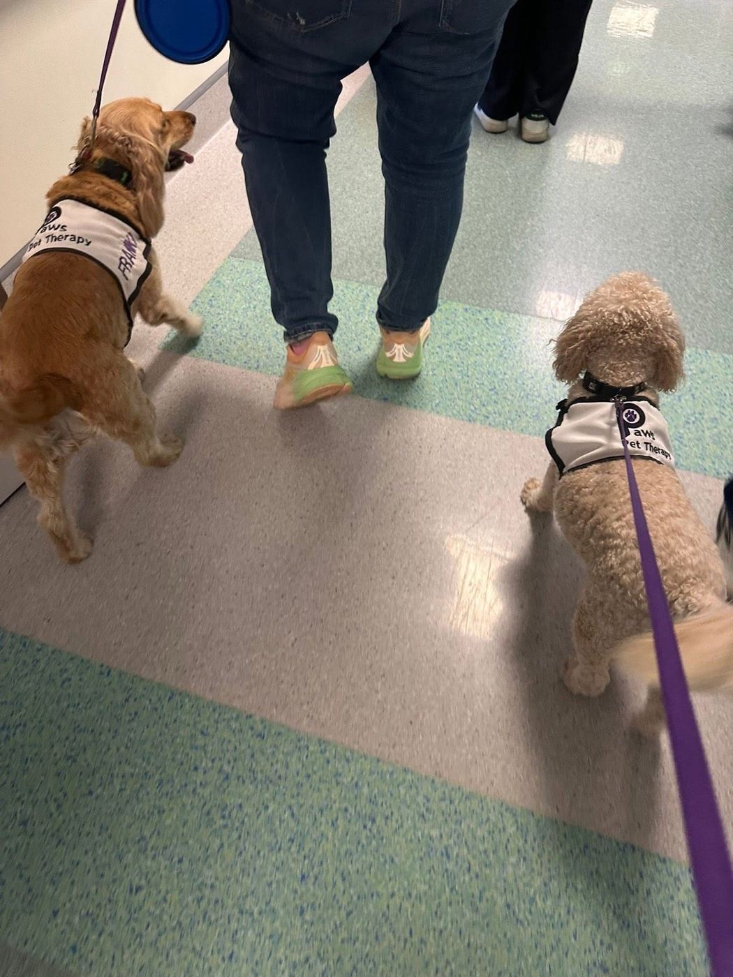 A PAWS therapy dog walking down a hospital corridor on lead