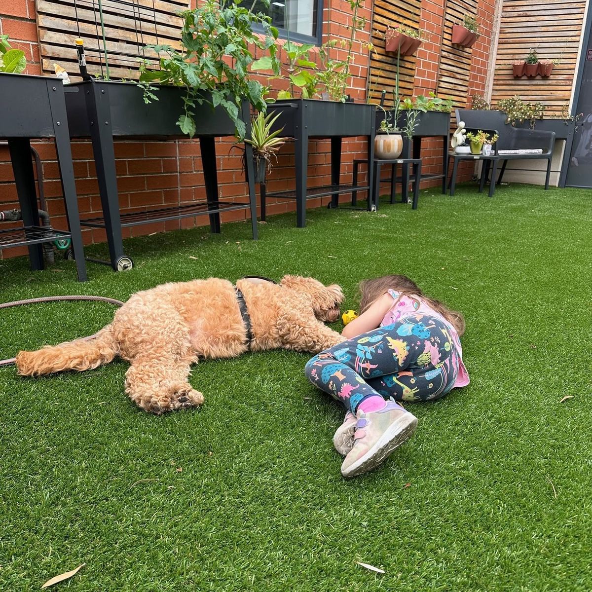 A PAWS therapy dog relaxed on the grass with two volunteers
