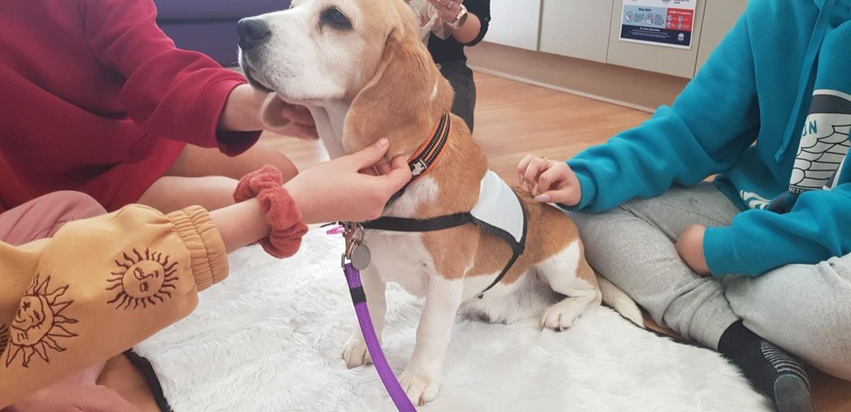 Hands gently holding a PAWS therapy dog's paw