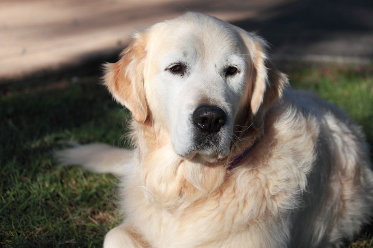 A calm senior golden retriever, a PAWS therapy dog, resting in the grass