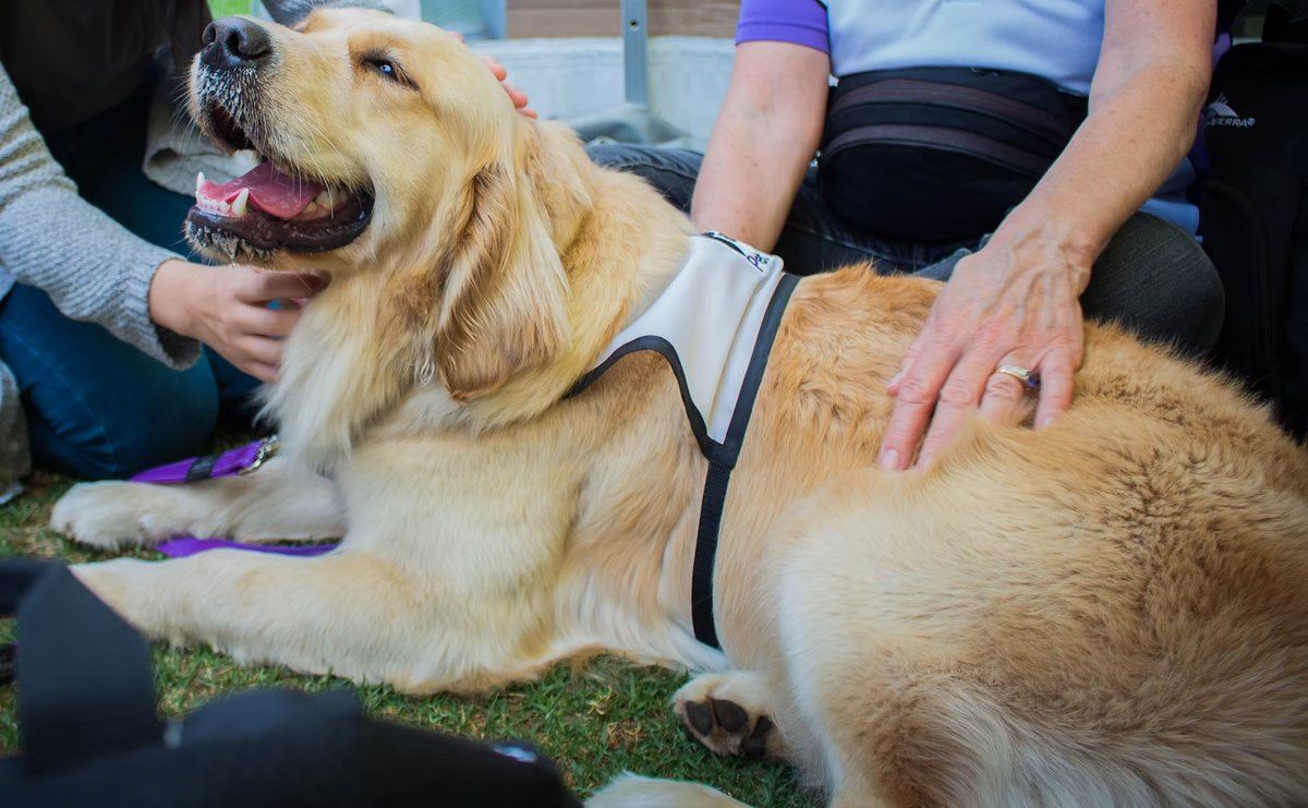A hand resting on a PAWS therapy dog during a visit