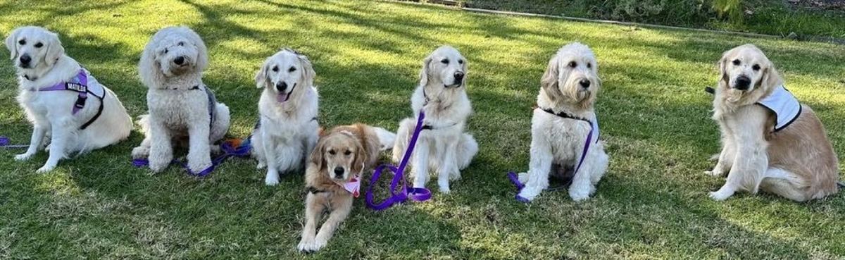 Six PAWS therapy dogs, mostly goldens and labradoodles, sitting in a row on the grass