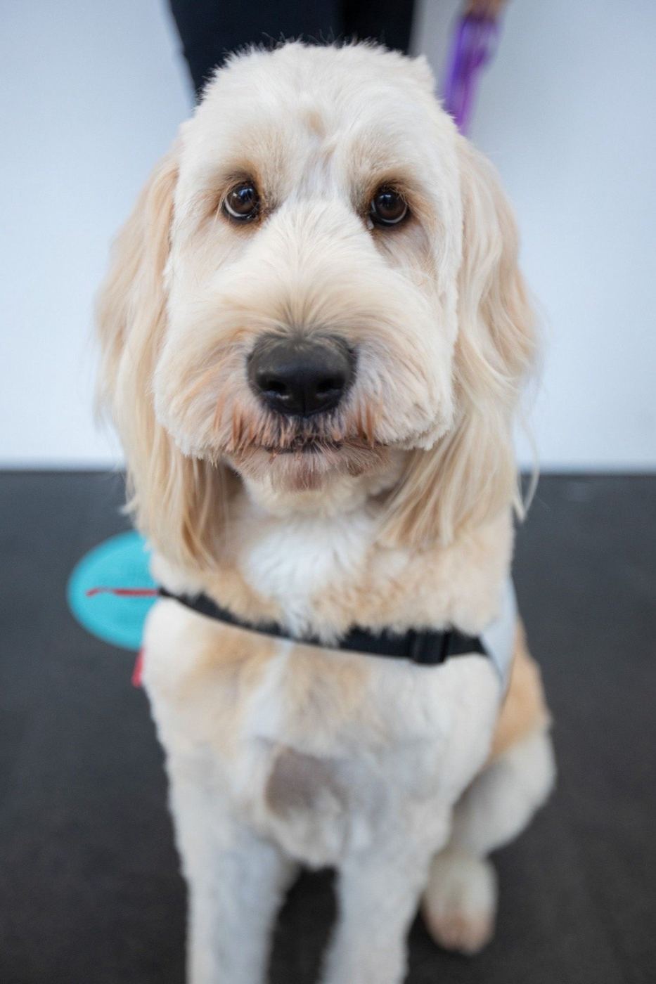 A goldendoodle PAWS therapy dog, portrait