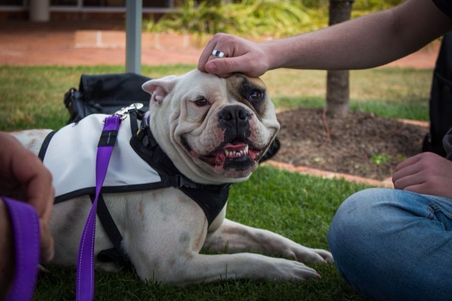 A bulldog in its PAWS vest getting a pat on the head outdoors