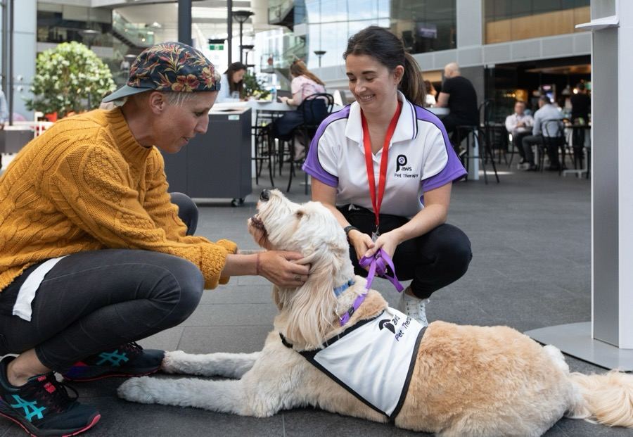 Two volunteers greeting a PAWS therapy dog at a shopping centre