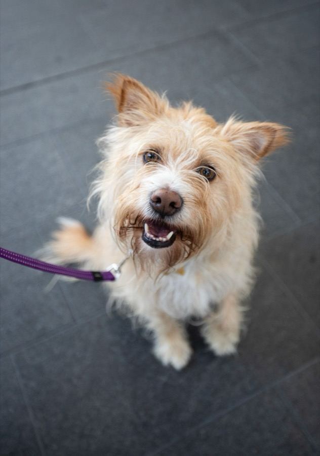 A scruffy PAWS therapy dog grinning up at the camera on its purple lead