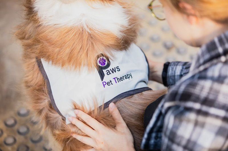 A PAWS therapy dog wearing its purple vest on a hospital visit