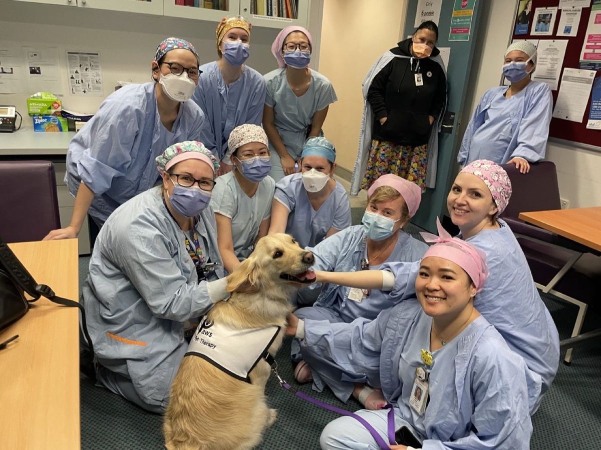 Hospital theatre staff patting a golden PAWS dog