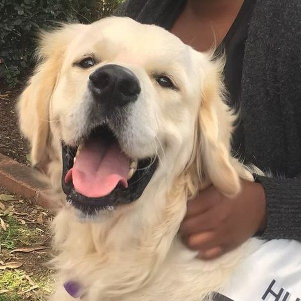 Hugo, a golden retriever in his PAWS vest, close up