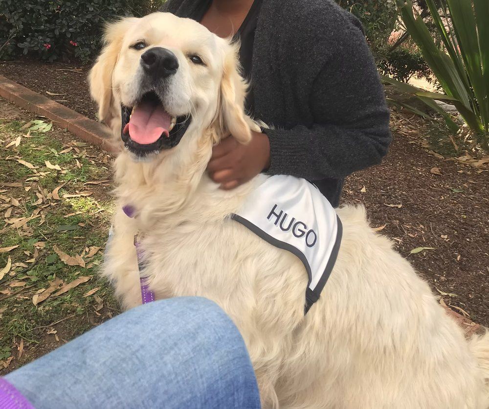 Hugo, a golden retriever PAWS therapy dog, in his purple vest