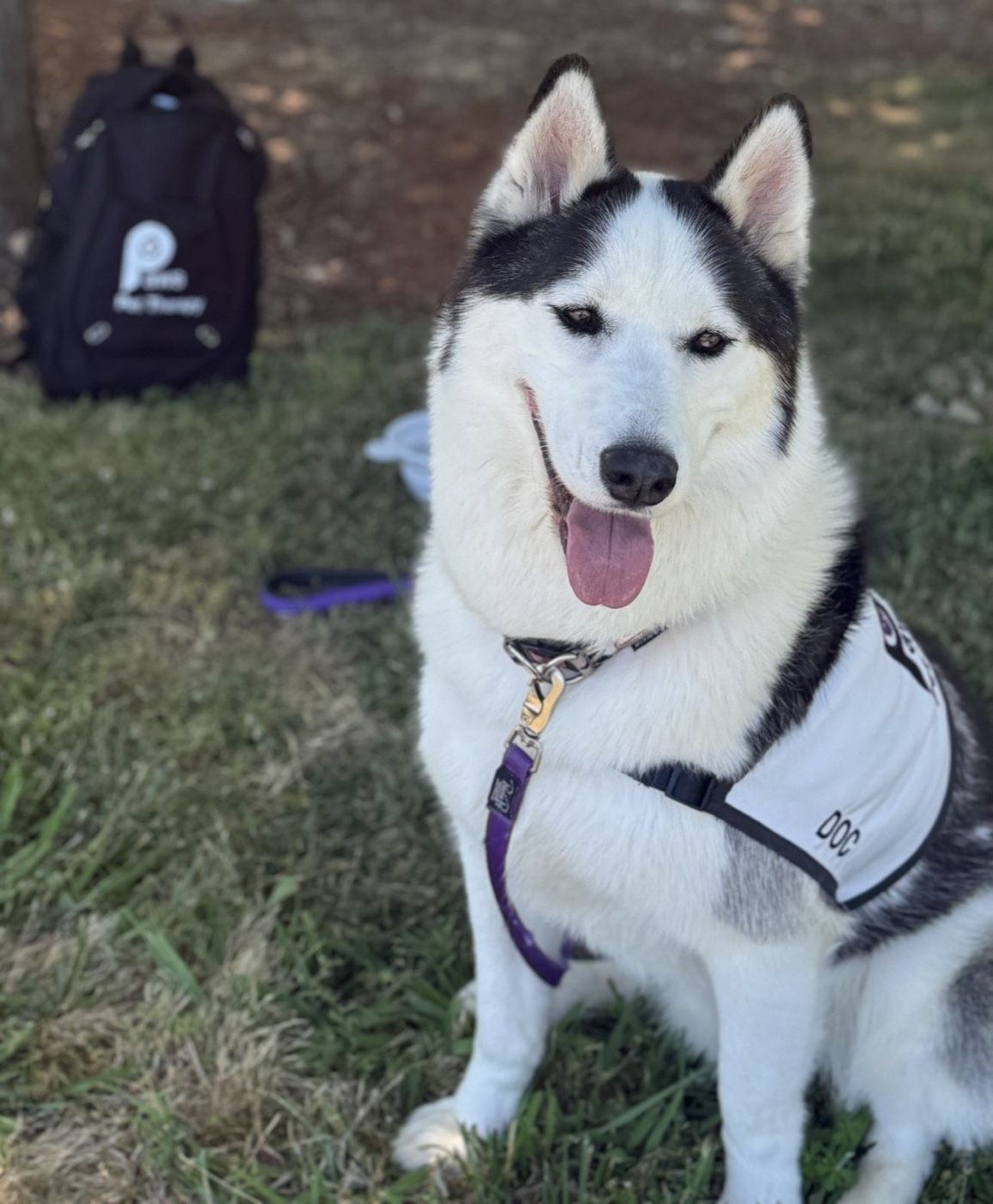 A husky PAWS therapy dog panting happily, portrait