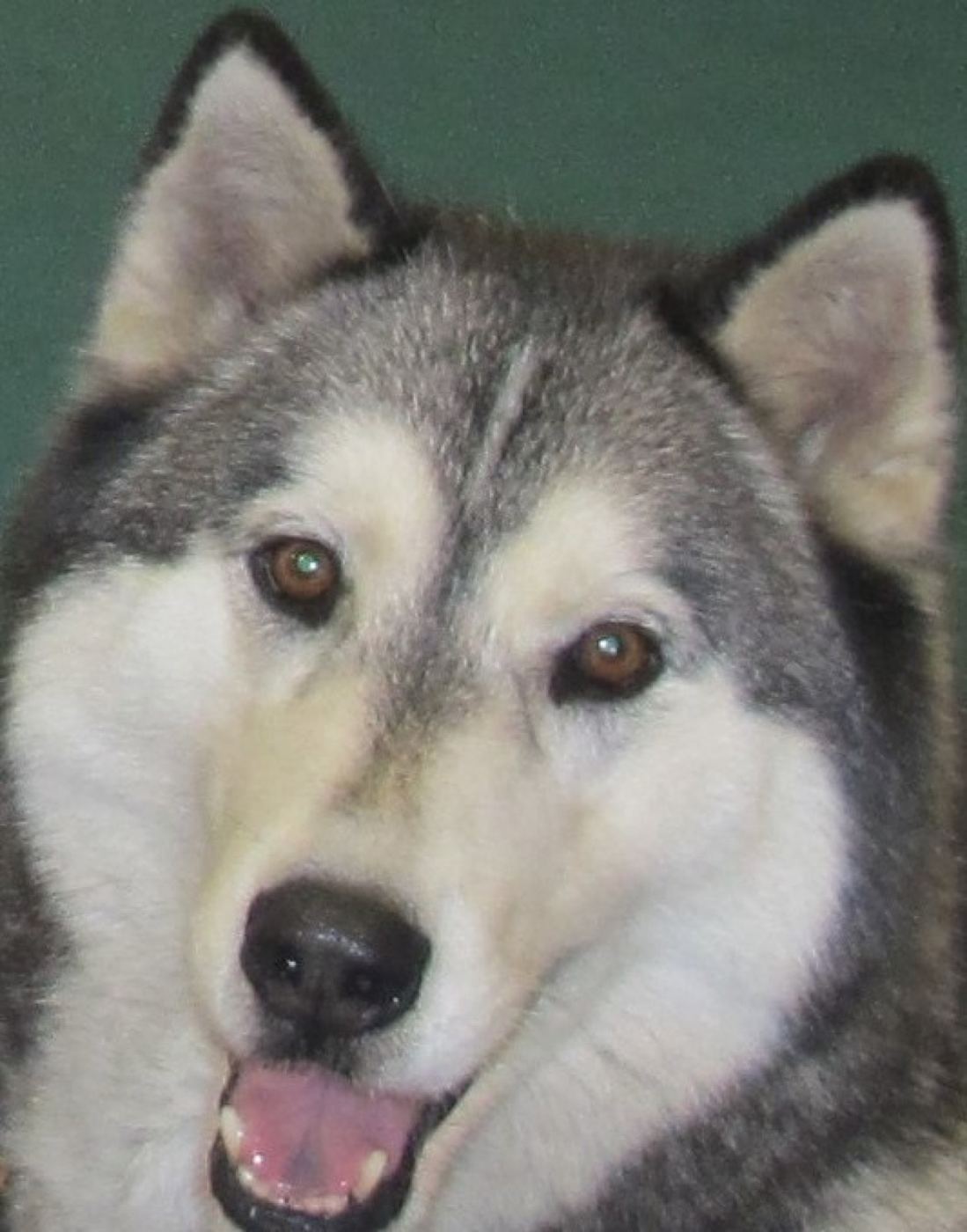 A dog photographed at a PAWS Pet Therapy event