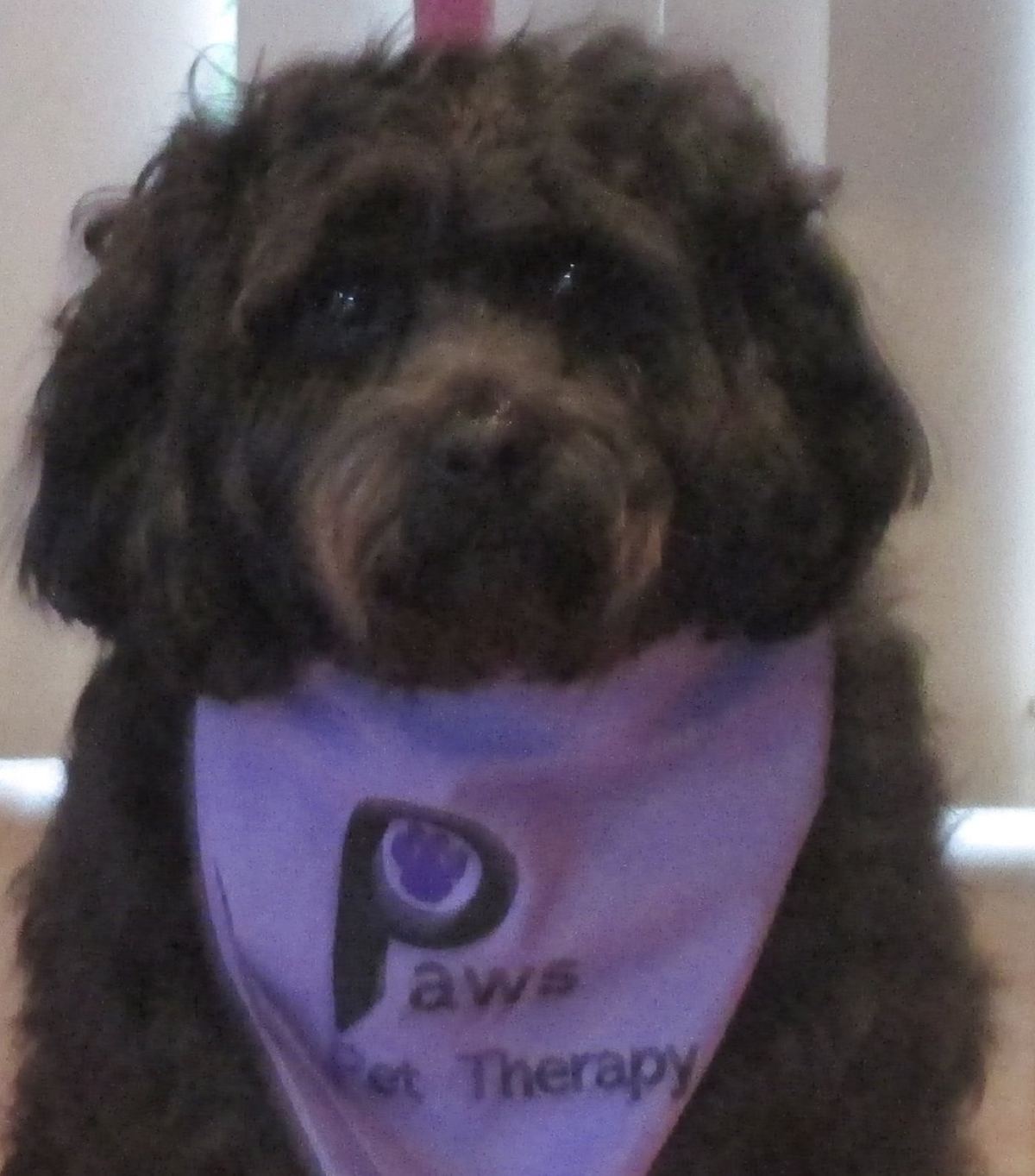 A poodle PAWS therapy dog wearing a purple bandana
