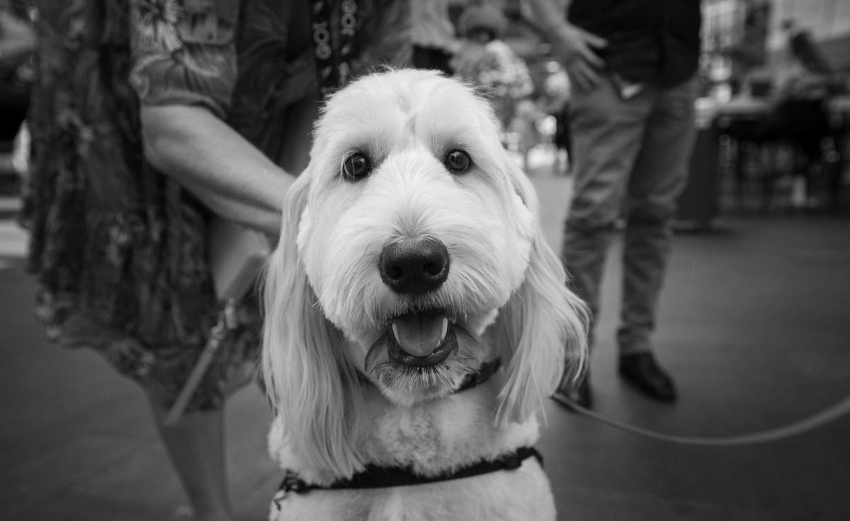 A close-up portrait of a PAWS therapy dog in a purple bandana
