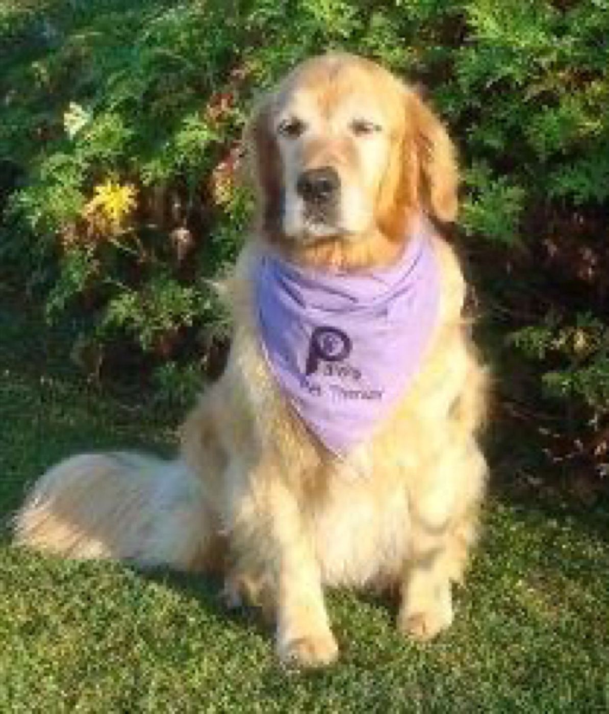 A golden retriever PAWS therapy dog sitting in a purple bandana