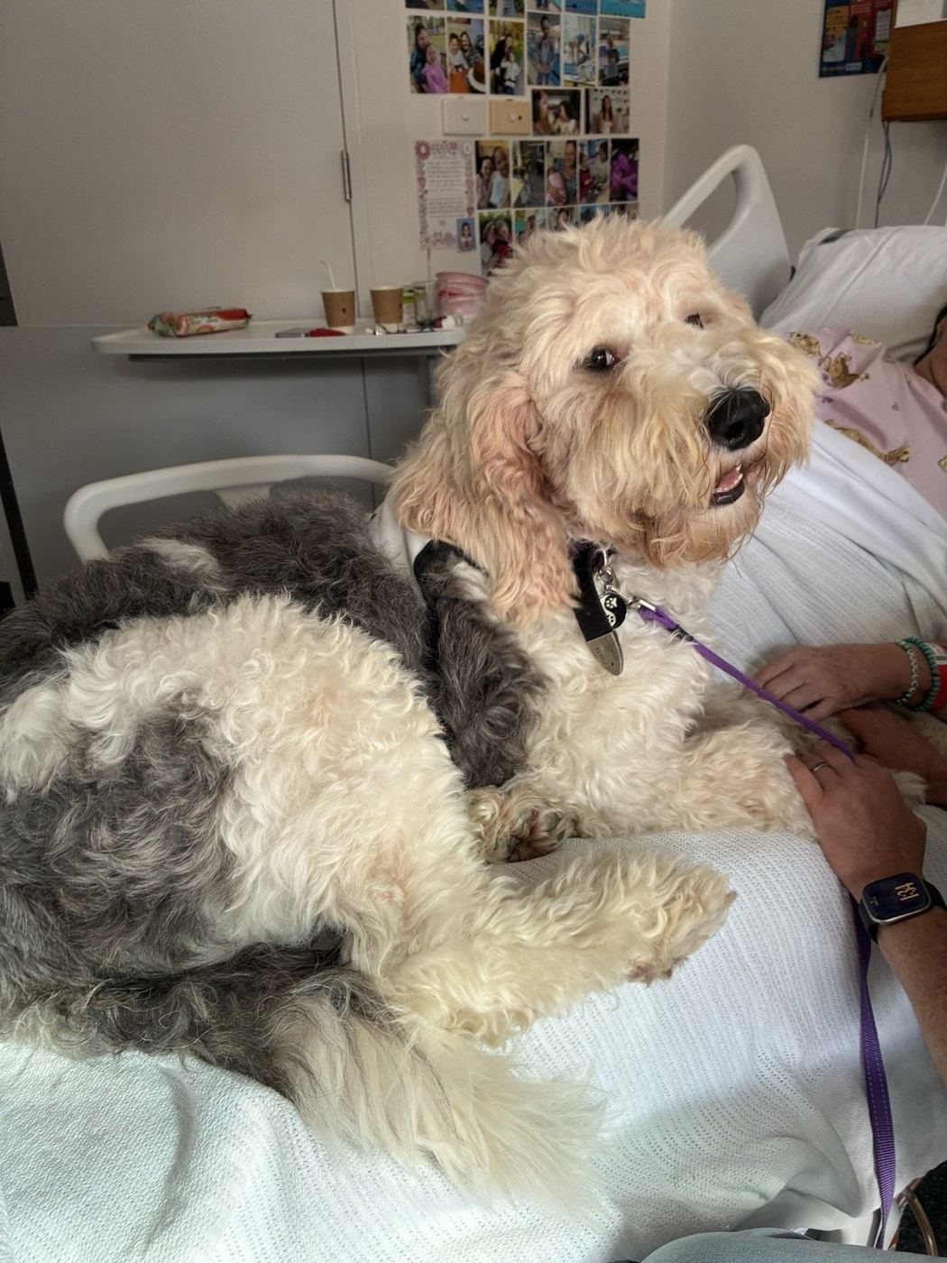 A playful moment with a PAWS therapy dog on a visit