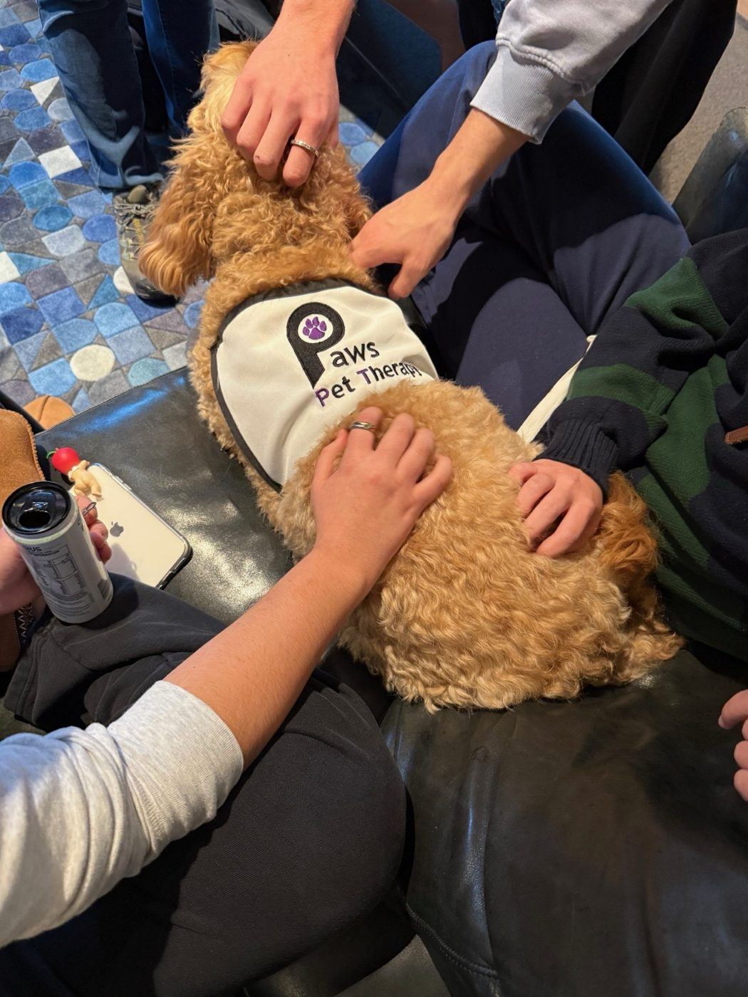Several hands patting a PAWS dog in its vest