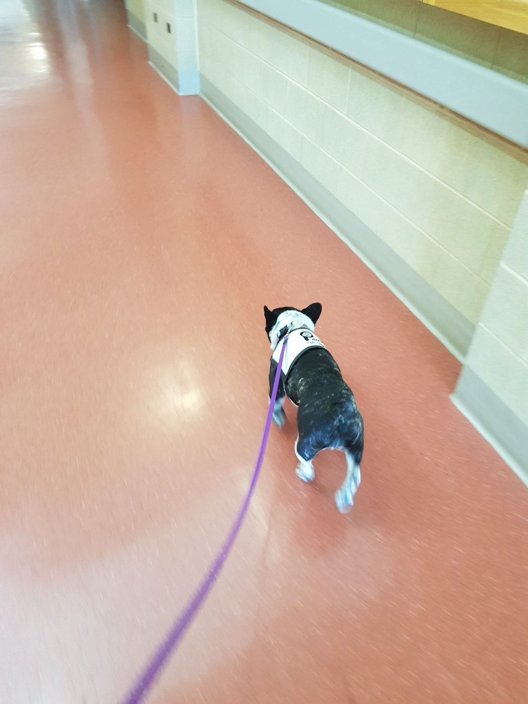 A small PAWS therapy dog walking solo down a hallway