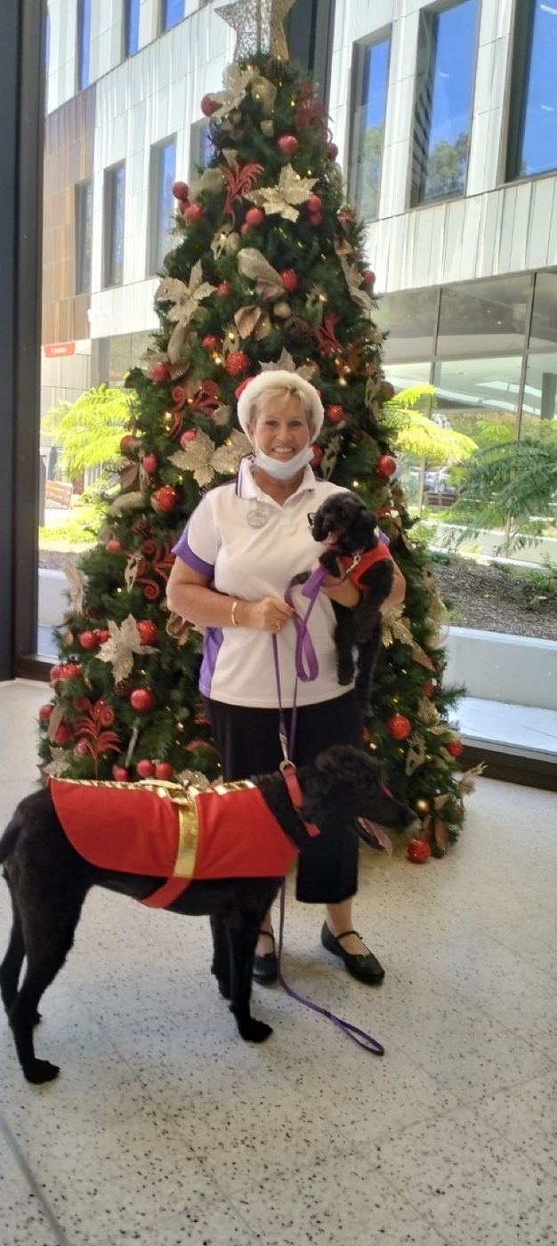 A PAWS therapy dog enjoying a treat from a bucket