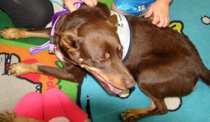 A brown dog on a colourful play mat