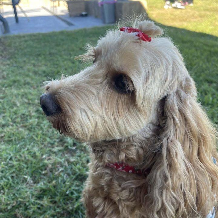 A cavoodle PAWS dog with a pink bow