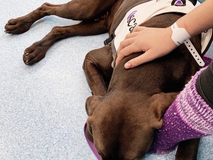 A chocolate labrador being patted