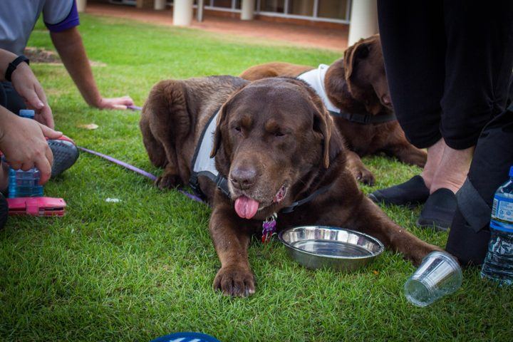 A chocolate labrador PAWS dog lying on the grass