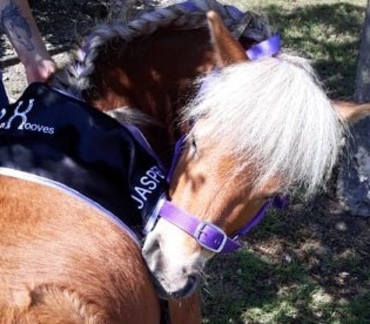 A close-up of a PAWS'n'Hooves pony
