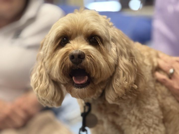 A fluffy cavoodle PAWS dog smiling