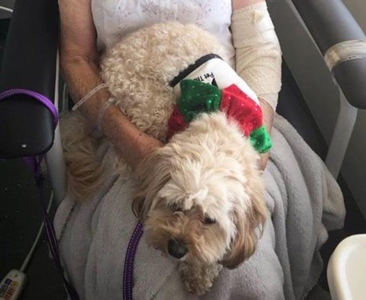 A fluffy dog in a Christmas collar