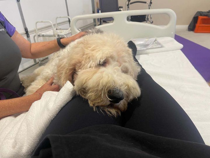 A fluffy PAWS dog resting on a hospital bed