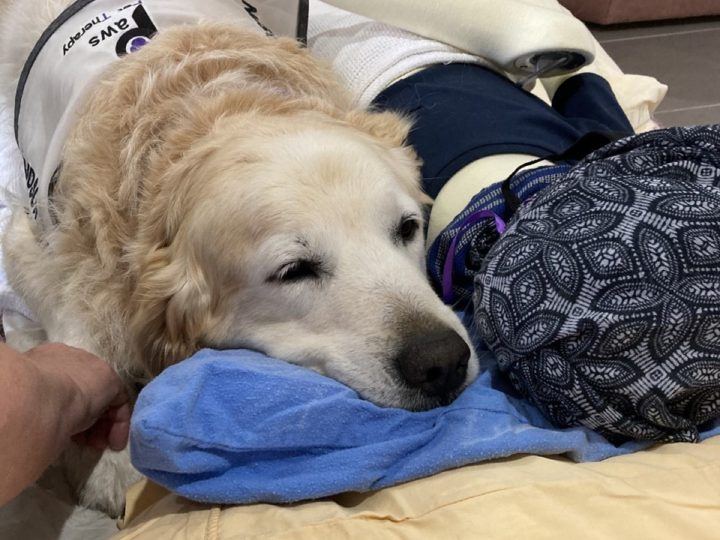 A golden PAWS dog asleep on a cushion