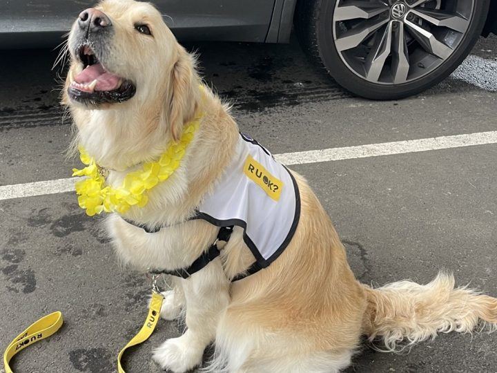 A golden retriever in a PAWS vest and a yellow lei