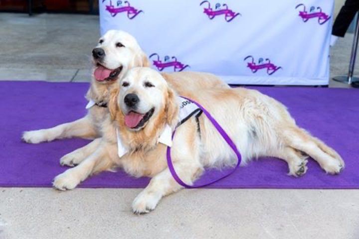 A golden retriever lying on a purple blanket