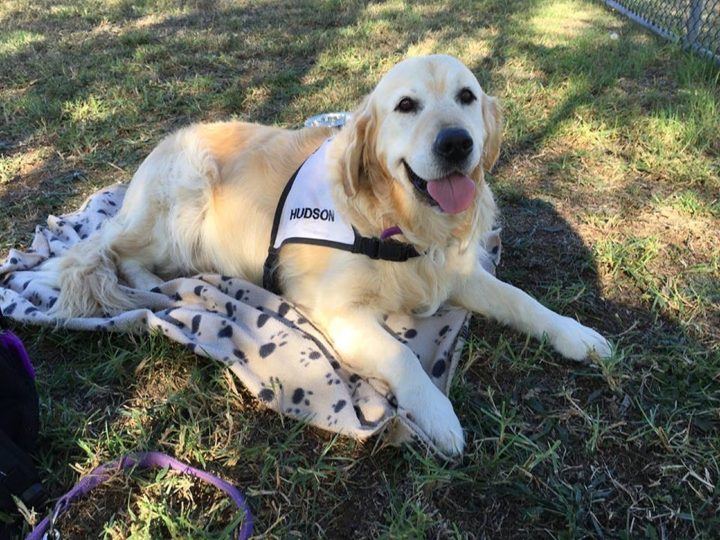 A golden retriever PAWS dog lying on a blanket in the sun