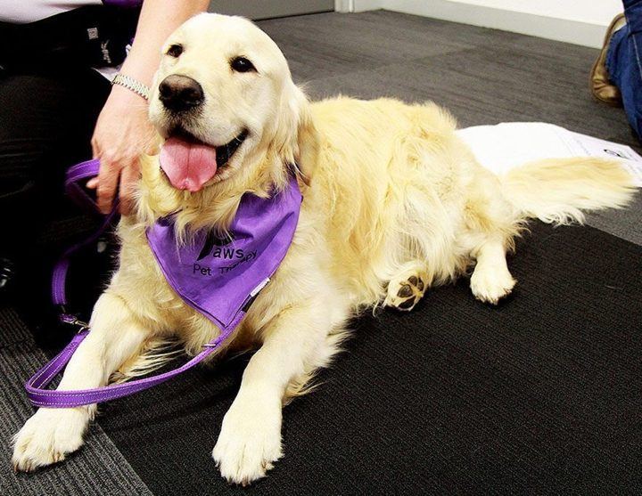 A golden retriever PAWS dog lying on a purple rug