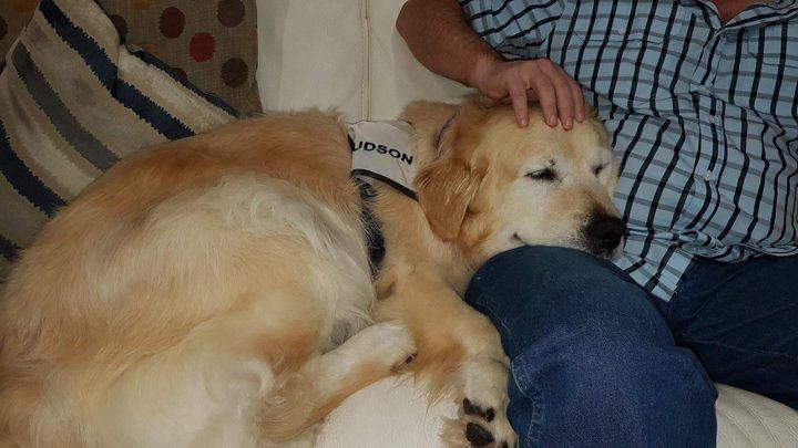 A golden retriever resting its head on a patient's lap