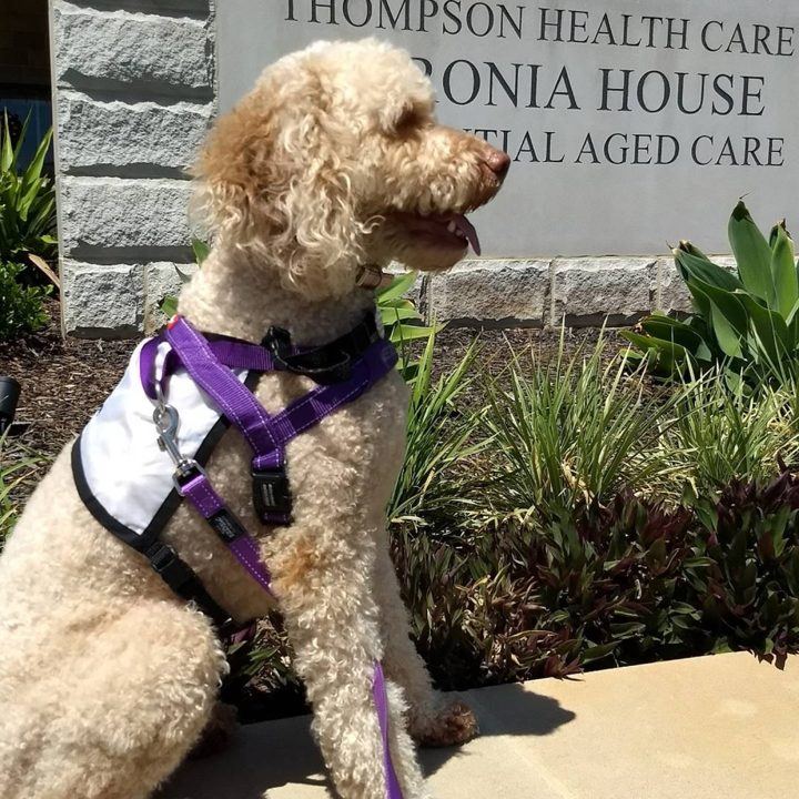 A labradoodle PAWS dog outside an aged care home