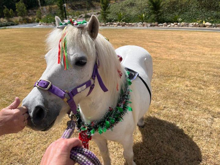 A miniature pony in a tinsel wreath being patted