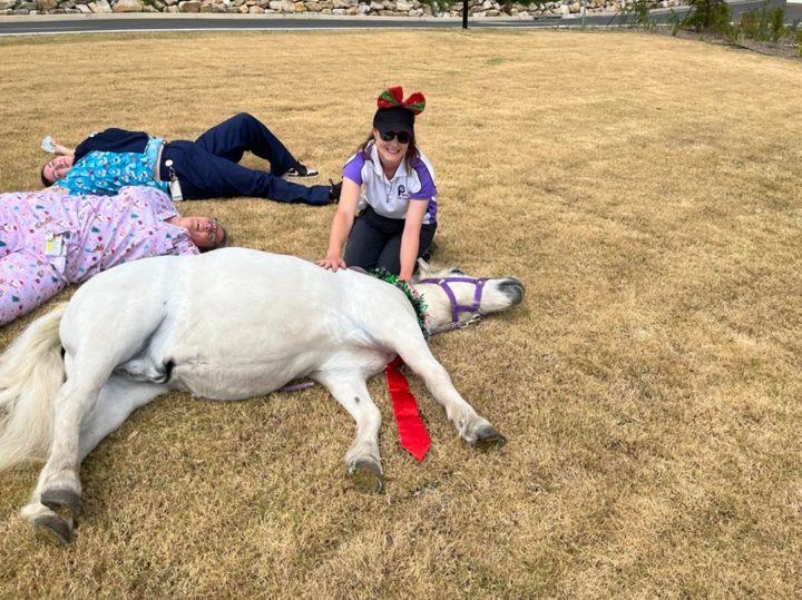 A miniature pony lying on the grass